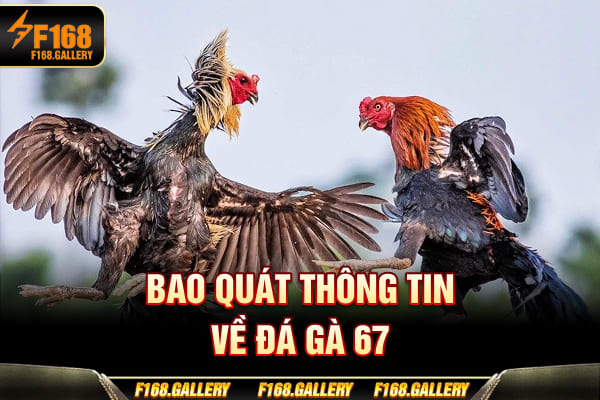 Bao quát thông tin về Đá Gà 67