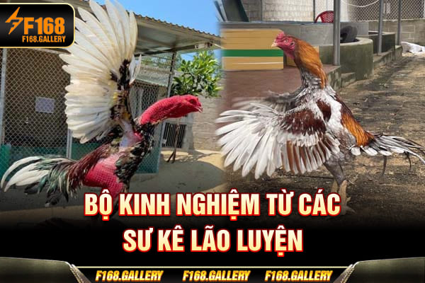 Bộ kinh nghiệm từ các sư kê lão luyện