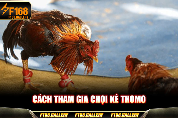 Cách tham gia chọi kê Thomo