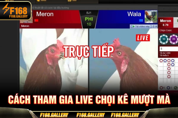Cách tham gia live chọi kê mượt mà