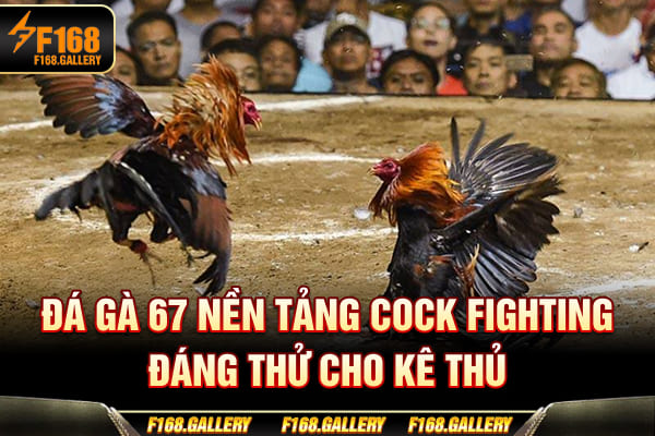 Đá Gà 67 - Nền Tảng Cock Fighting Đáng Thử Cho Kê Thủ