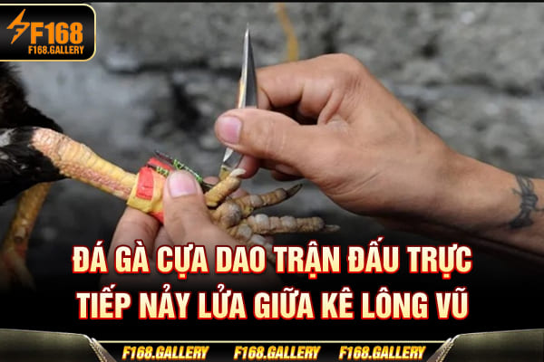 Đá Gà Cựa Dao - Trận Đấu Trực Tiếp Nảy Lửa Giữa Kê Lông Vũ