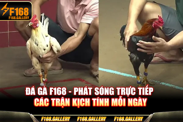 Đá Gà F168 - Phát Sóng Trực Tiếp Các Trận Kịch Tính Mỗi Ngày