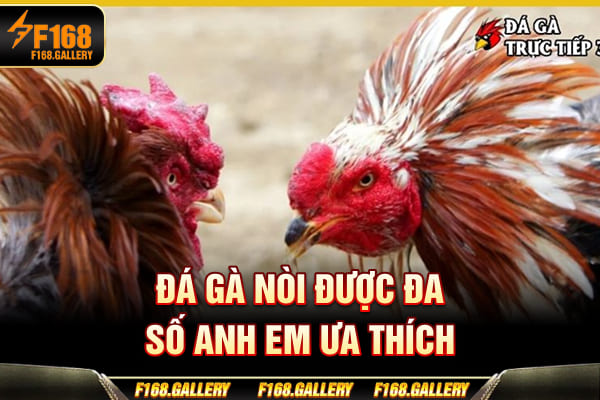 Đá gà nòi được đa số anh em ưa thích