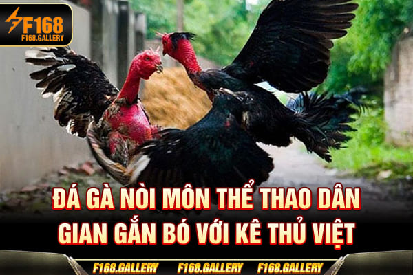 Đá Gà Nòi - Môn Thể Thao Dân Gian Gắn Bó Với Kê Thủ Việt
