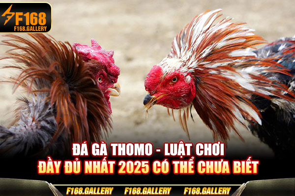 Đá Gà Thomo | Luật Chơi Đầy Đủ Nhất 2025 Có Thể Chưa Biết