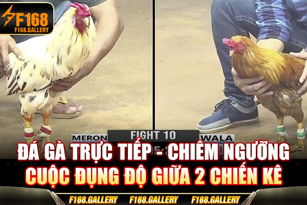 Đá Gà Trực Tiếp - Chiêm Ngưỡng Cuộc Đụng Độ Giữa 2 Chiến Kê