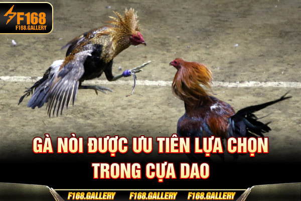 Gà nòi được ưu tiên lựa chọn trong cựa dao 