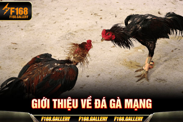Giới thiệu về đá gà mạng