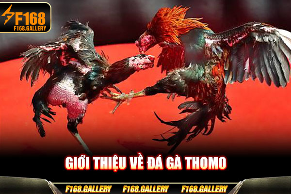 Giới thiệu về đá gà Thomo