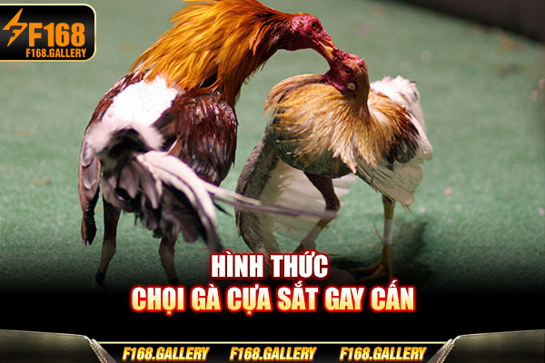 Hình thức chọi gà cựa sắt gay cấn