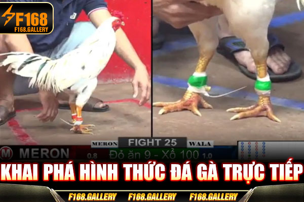 Khai phá hình thức đá gà trực tiếp