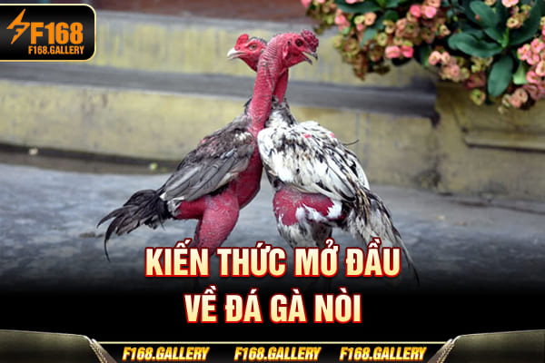 Kiến thức mở đầu về đá gà nòi