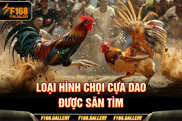Loại hình chọi cựa dao được săn tìm