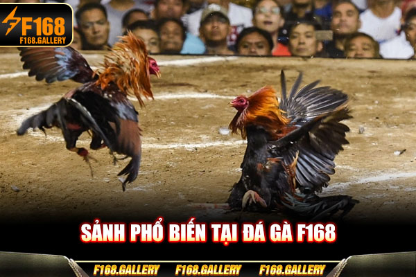 Sảnh phổ biến tại Đá gà F168