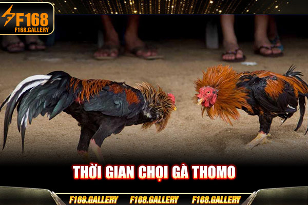 Thời gian chọi gà Thomo