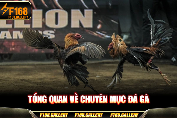 Tổng quan về chuyên mục Đá gà